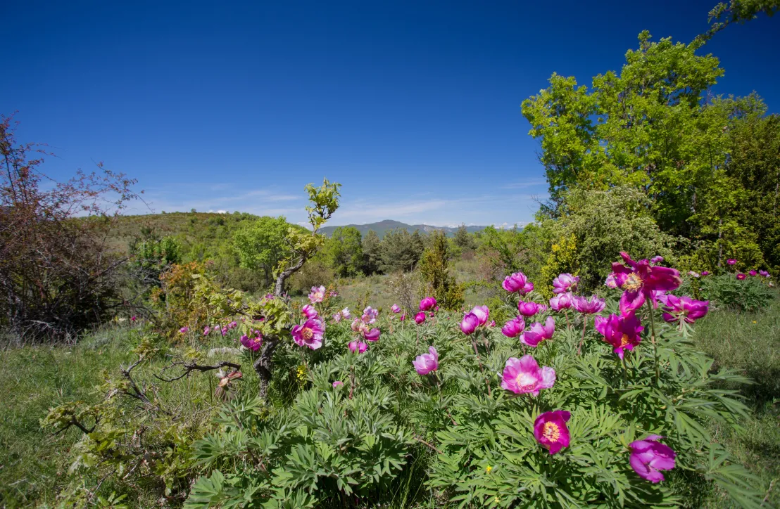Pivoines sauvages