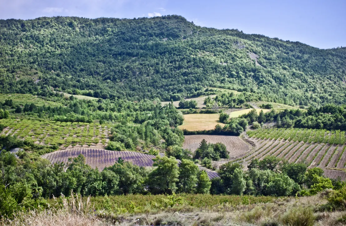Paysage agricole