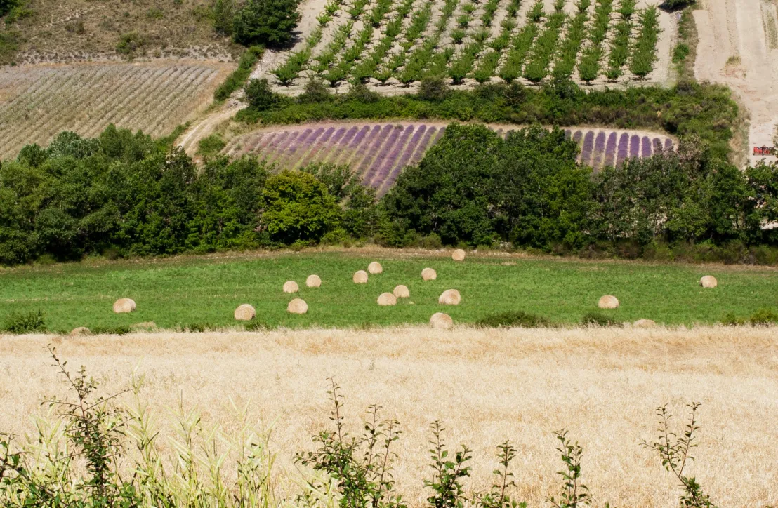 Paysage agricole