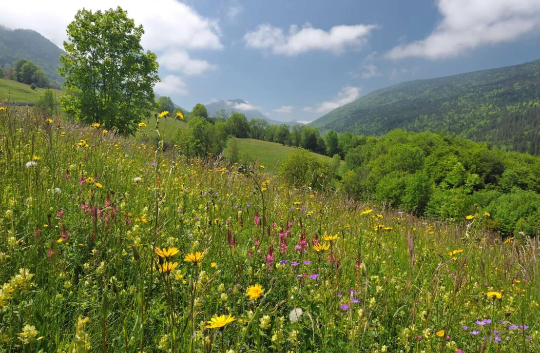 © PNR Massif des Bauges