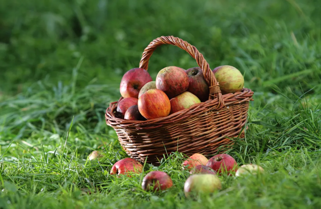 Pommes du Parc des Pyrénées Ariégeoises