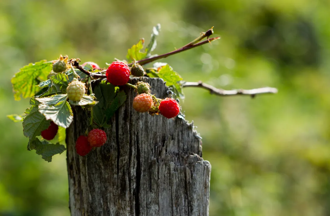 Framboises du Parc des Pyrénées Ariégeoises