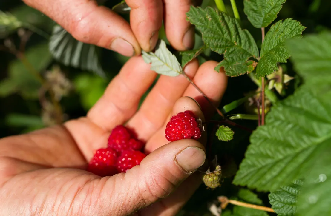 Framboises du Parc des Pyrénées Ariégeoises