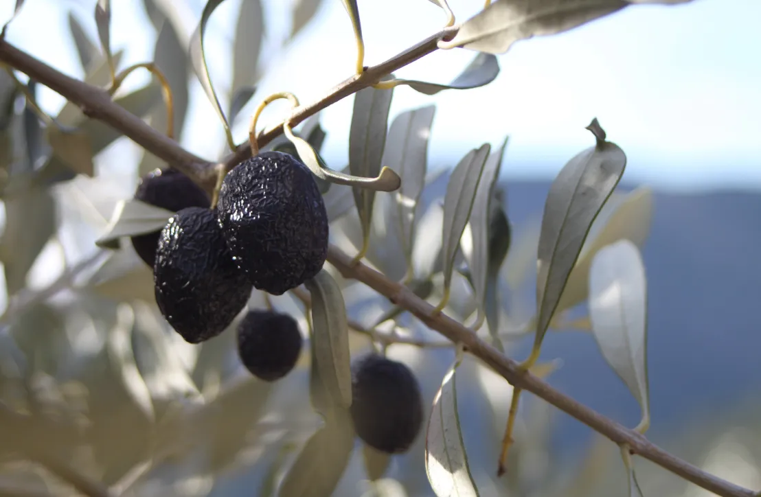 Olive de Nyons et des Baronnies, la Tanche