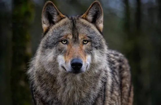 Mobilisation nationale contre les tirs de loups dans les Réserves naturelles nationales  