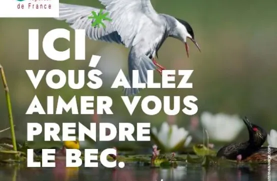 "ICI, vous allez aimer..."