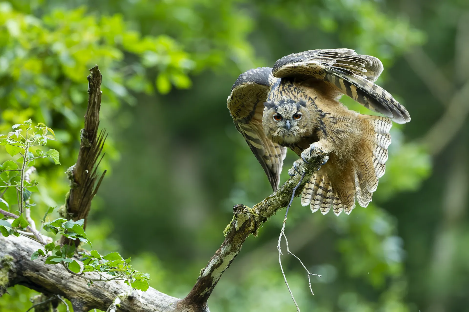 Hibou Grand-Duc juvénile-Vallée de la Meuse-Benoît Henrion