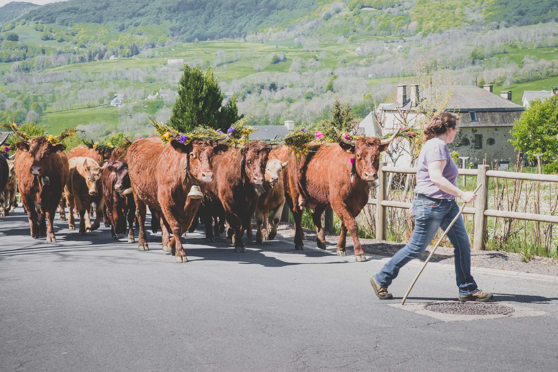 Monts du Cantal - PNR VA