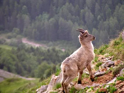 Jeune bouquetin © Fonds médiathèque photo du Vercors - Agnès Bayer