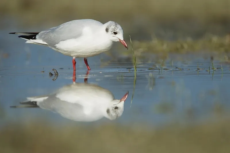 Mouette Rieuse PNRVRCE