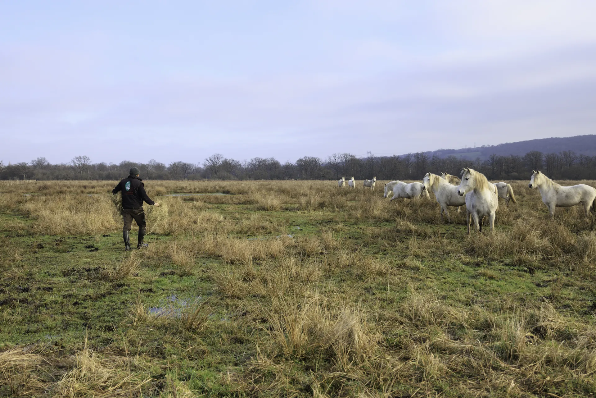 Pâturage extensif -Réserve Naturelle Nationale du Marais Vernier