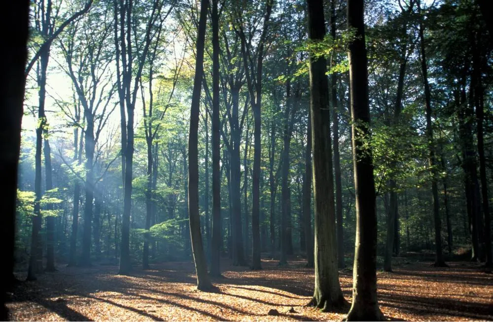 Forêt de Raismes-Saint amand-Wallers
