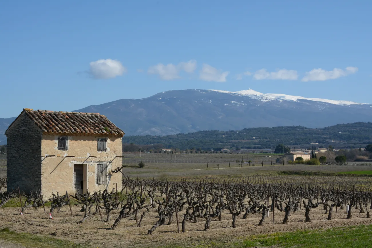 Cabanon et vignes - Mazan (84)
