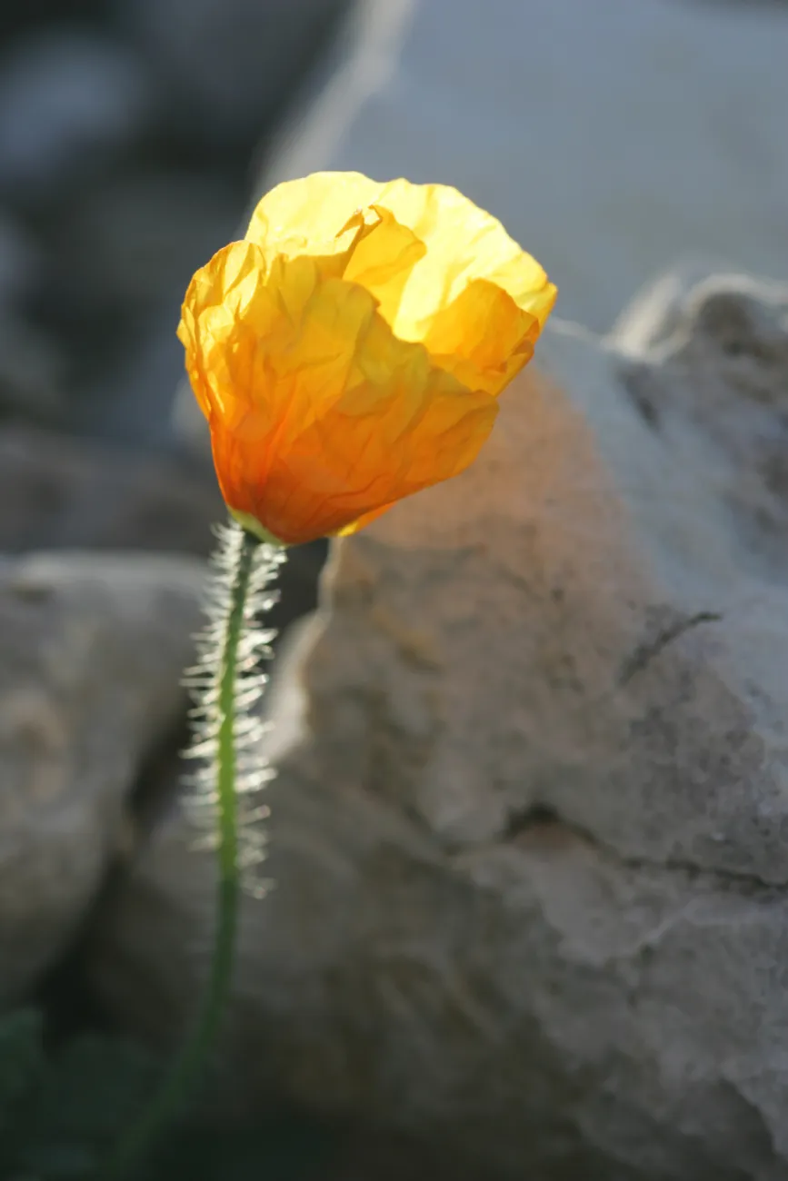 Pavot du Groenland