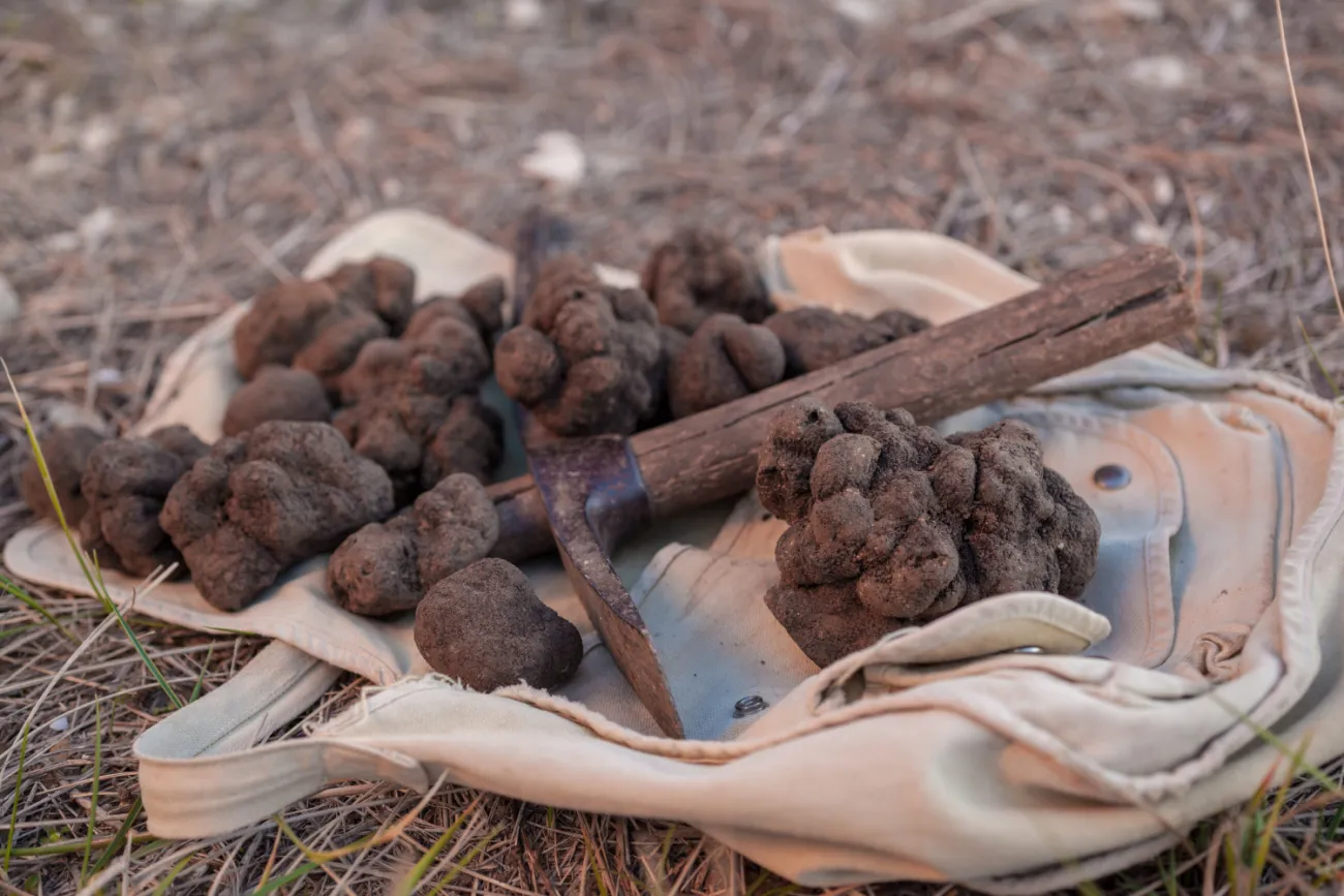 Truffes du Ventoux et piolet