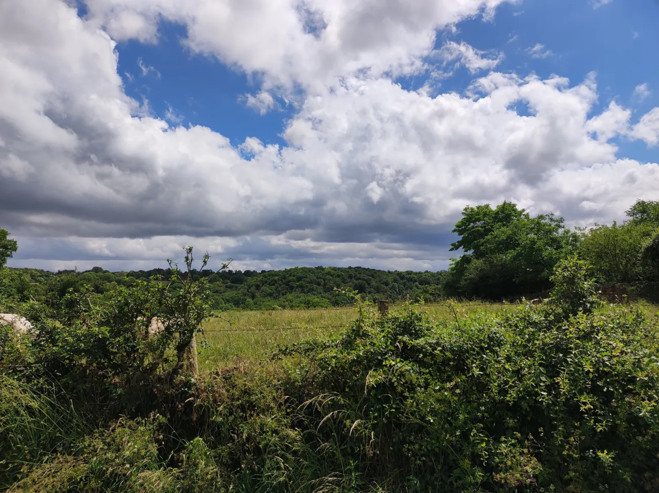 Paysage dans le PNR de la Brenne