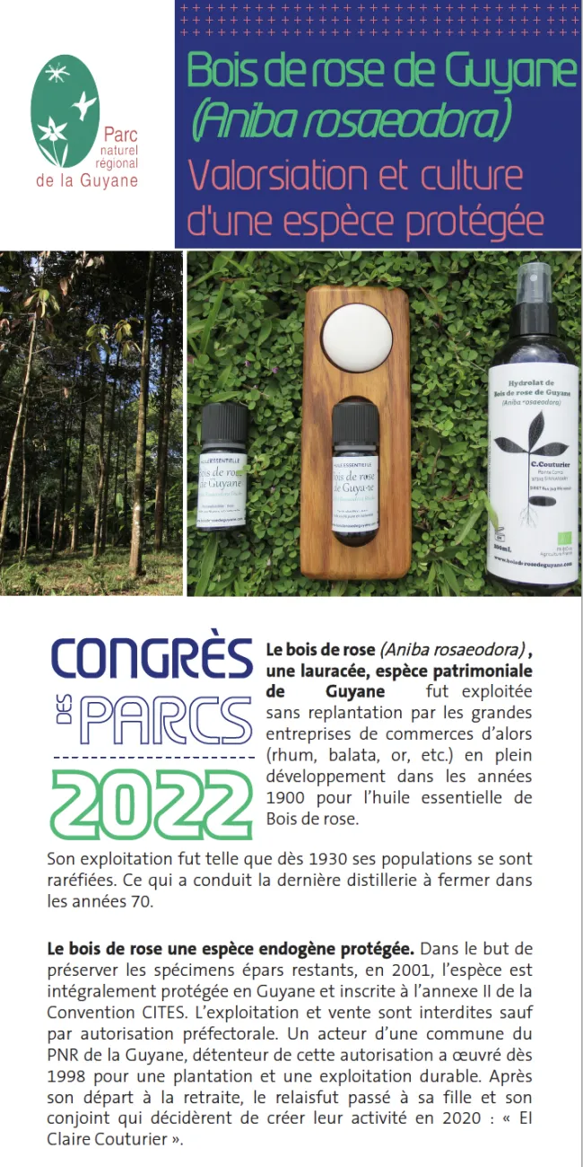 Bois de rose de Guyane, valorisation et culture