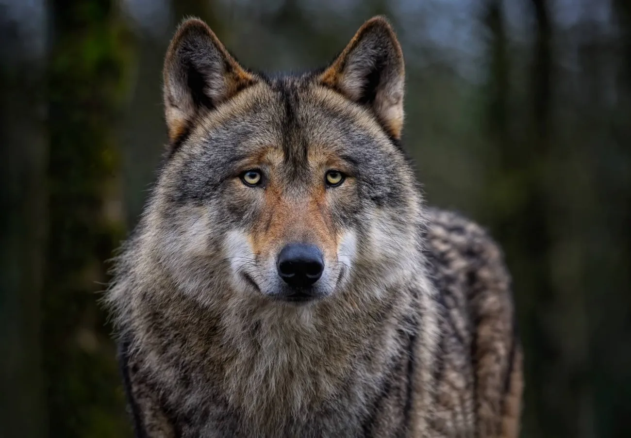 Mobilisation nationale contre les tirs de loups dans les Réserves naturelles nationales  