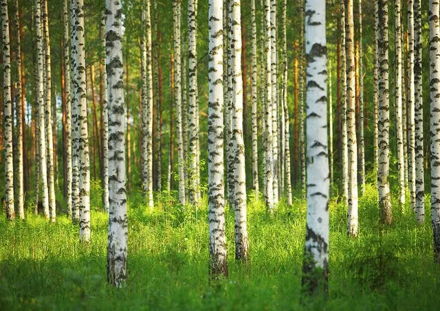 Pour votre cure de sève de bouleau ce printemps, choisissez un produit « Valeurs Parc naturel régional » !
