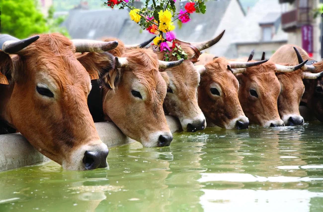 Vache Aubrac - O.Lebrat PNRA