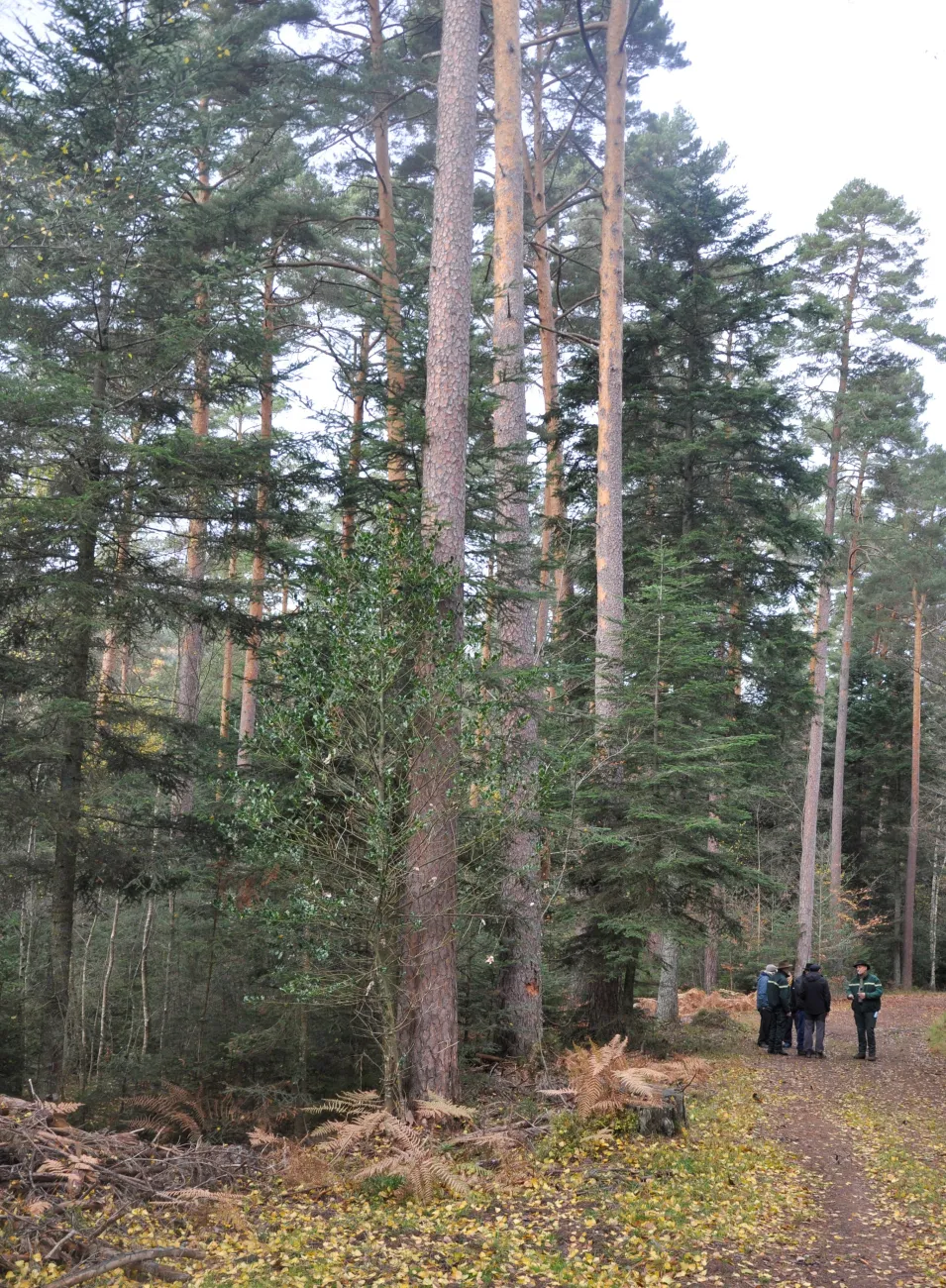 Foret d'Aubure, 2nd prix dans les Ballons des Vosges - PNR Ballons des Vosges