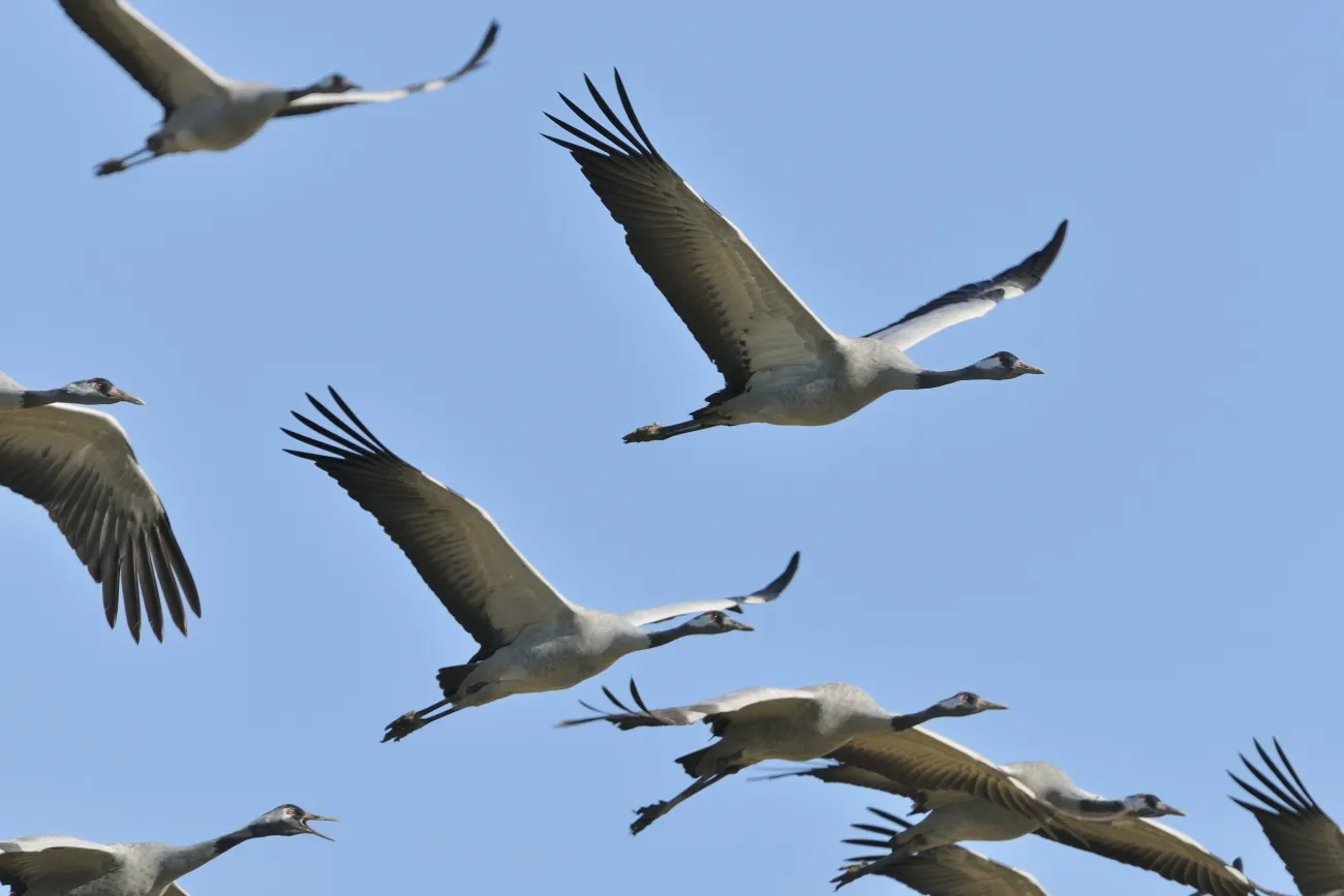 Grues cendrées