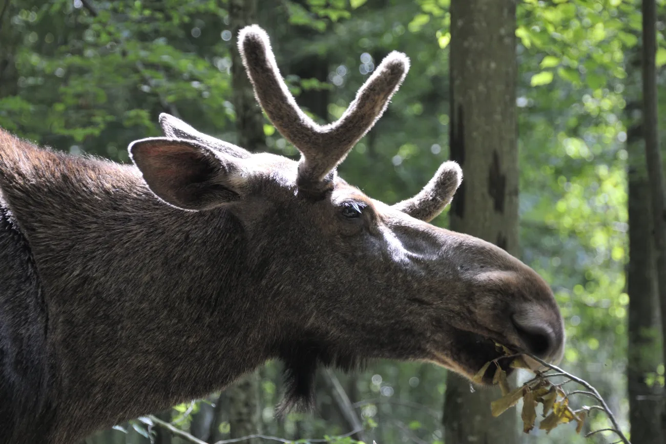 Elan d'Europe à l'Espace Faune de la Forêt d'Orient