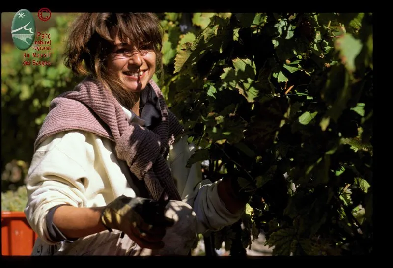 Vendanges dans les vignes en Combe de Savoie