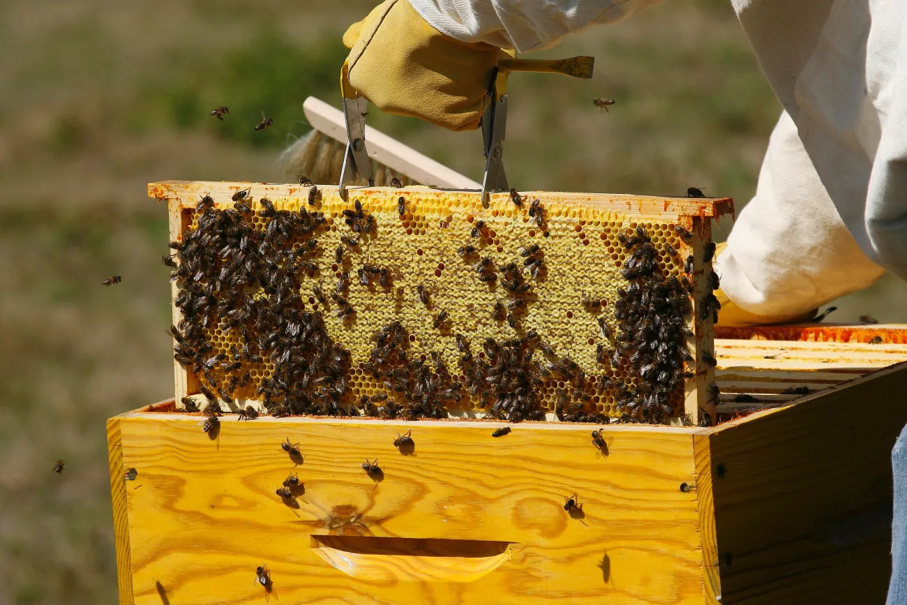 Apiculture récolte Golfe du Morbihan