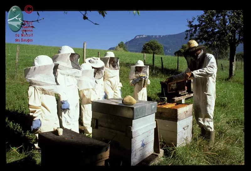 A la rencontre des abeilles en Bauges