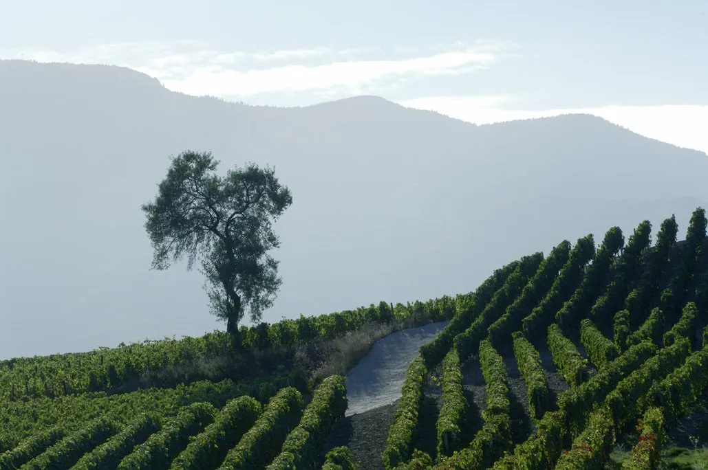 Sur les coteaux ensoleillés en Combe de Savoie