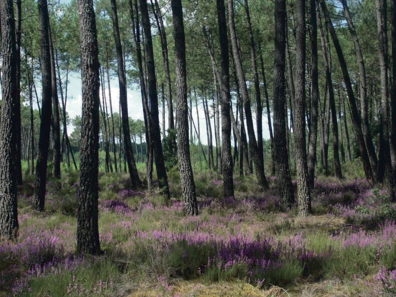 © Photothèque Parc naturel régional des Landes de Gascogne