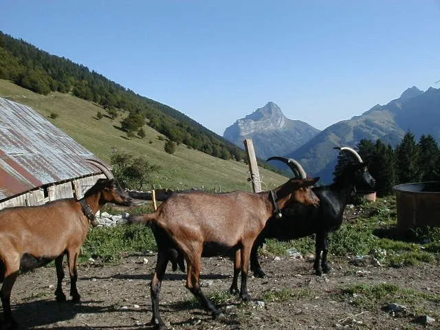 Panorama des alpages en compagnie de nos amies les chèvres