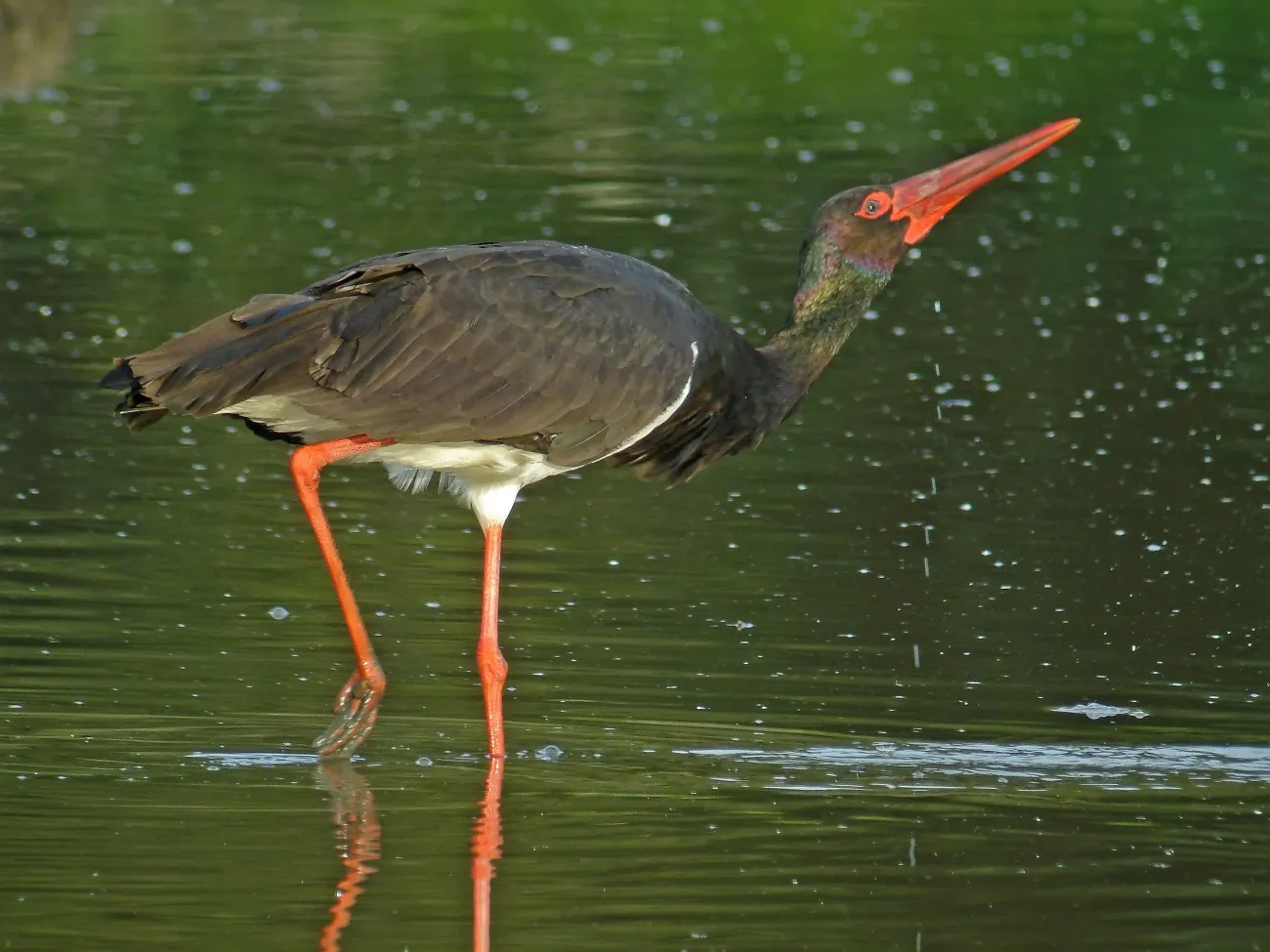 Cigogne noire