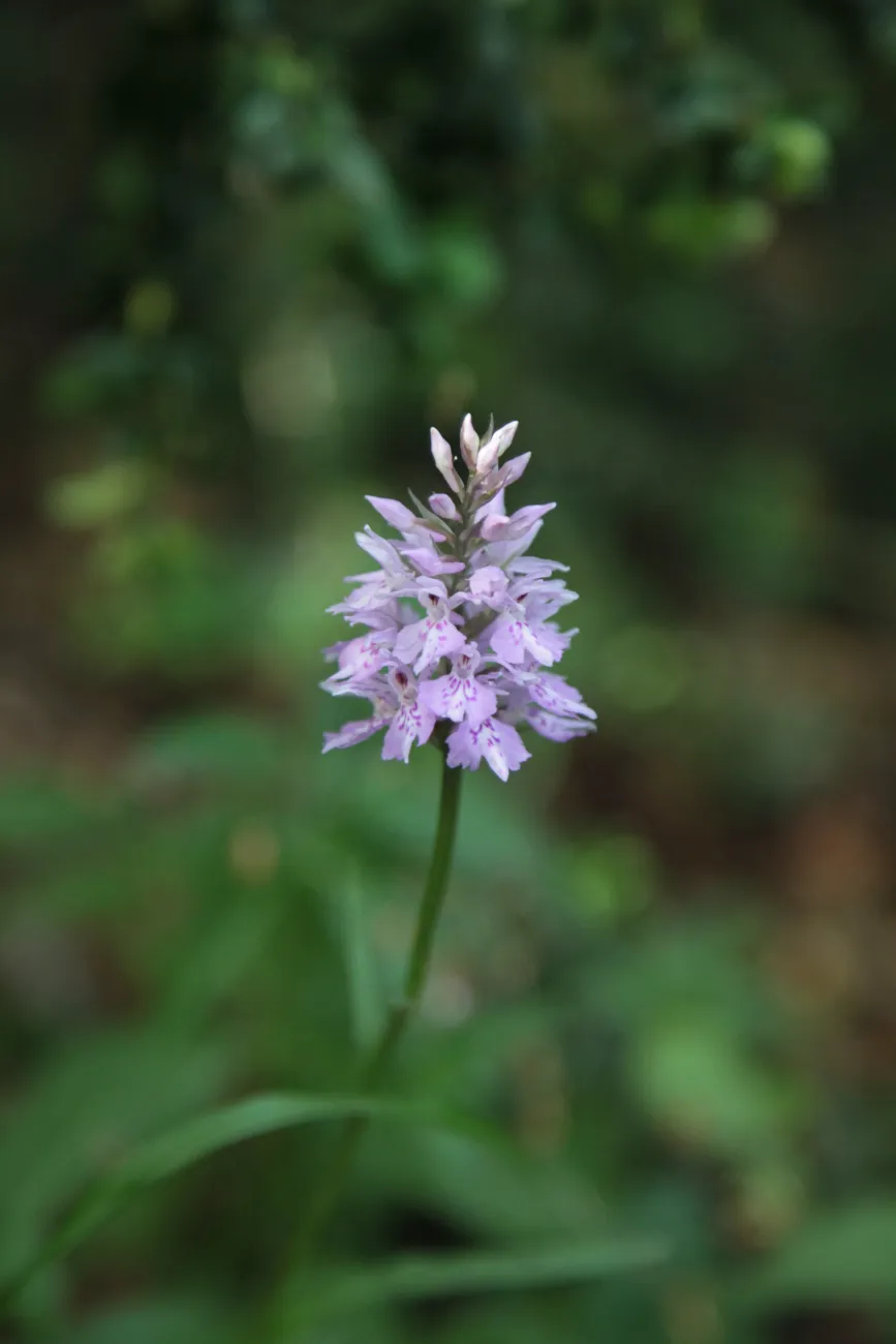 Dactylorhize de Fuchs