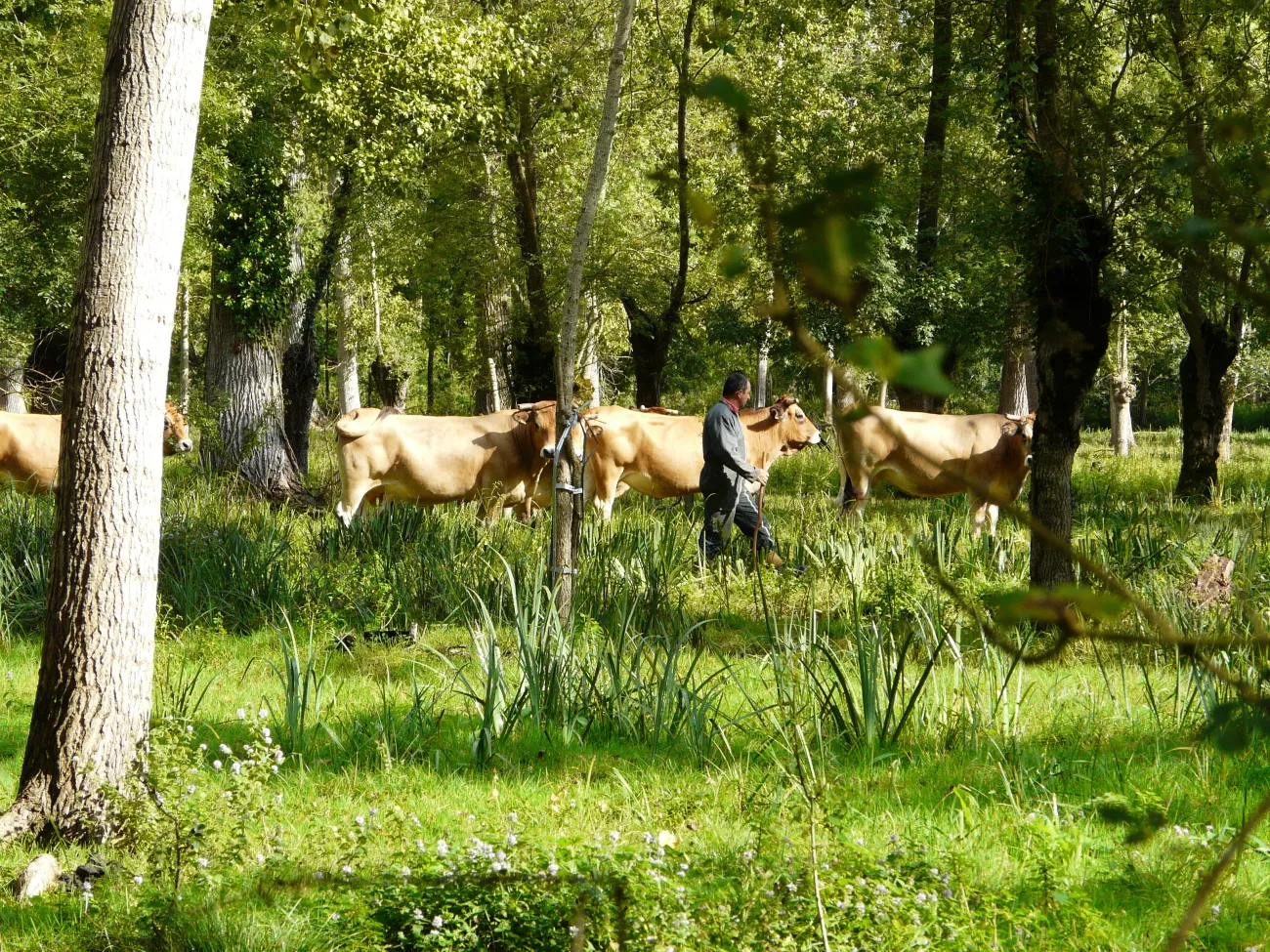 Eleveurs par bateau dans le Marais poitevin