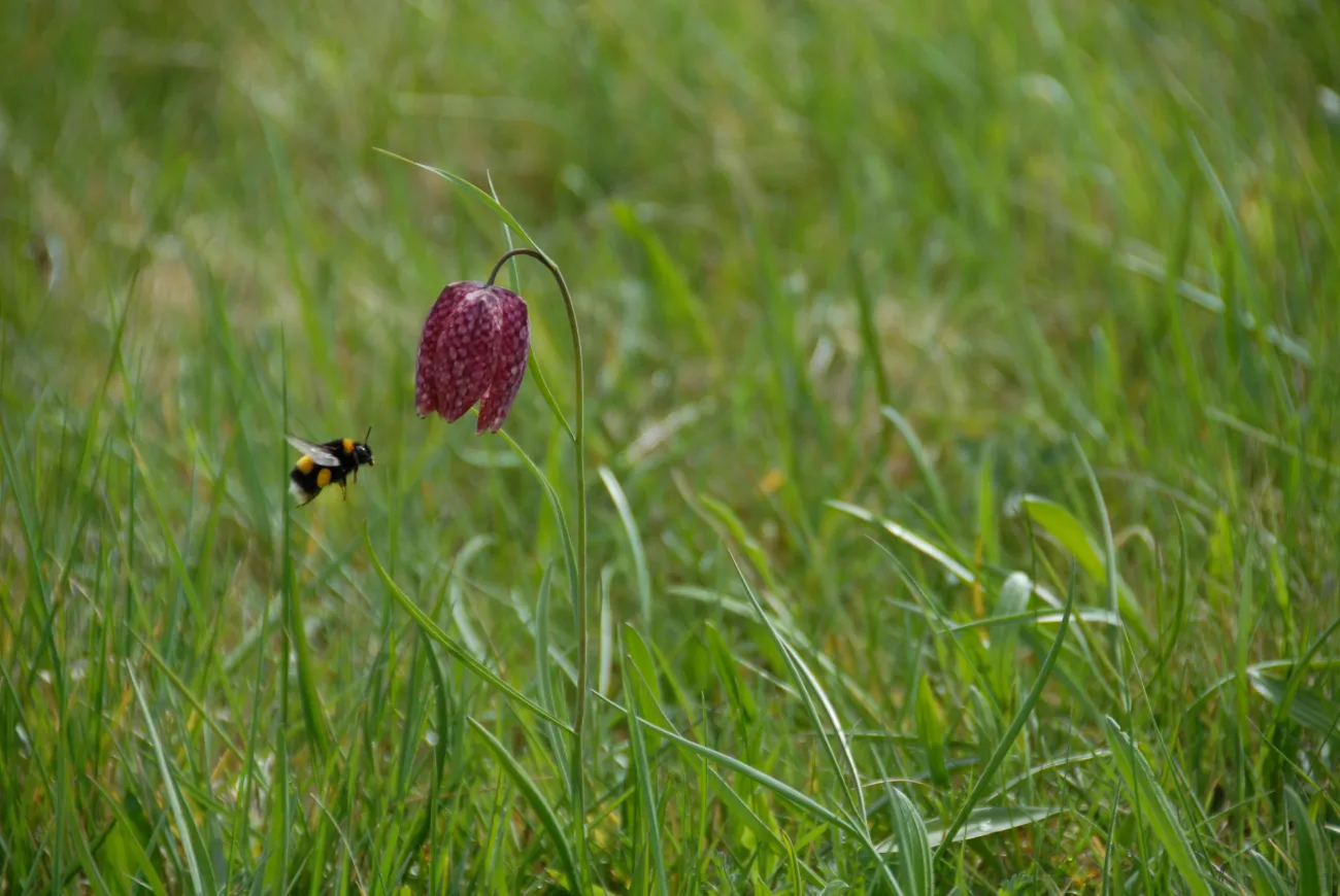 Fritillaire pintade © Guillaume Amirault