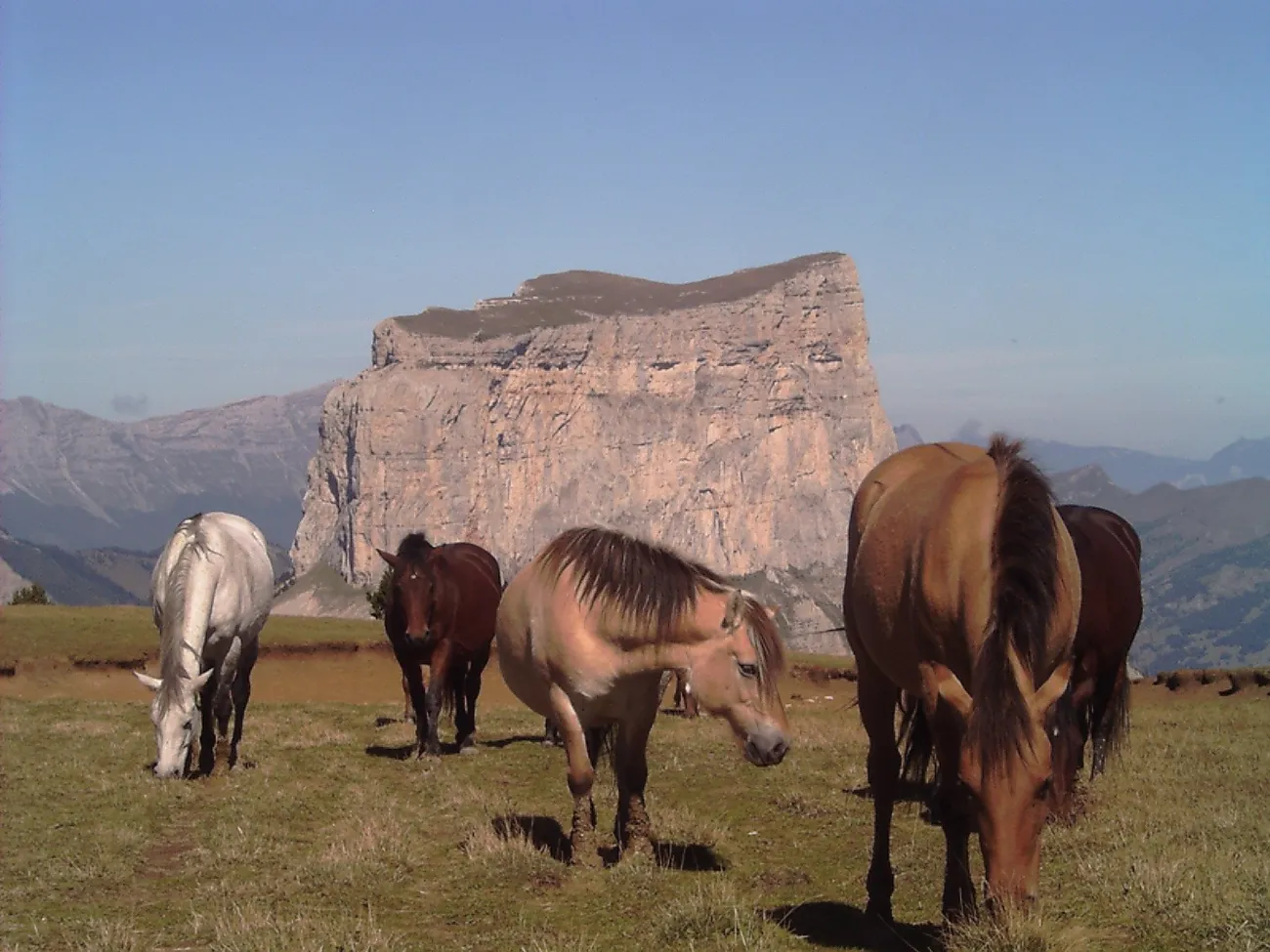 Garderie chevaux - Réserve naturelle © PNR Vercors