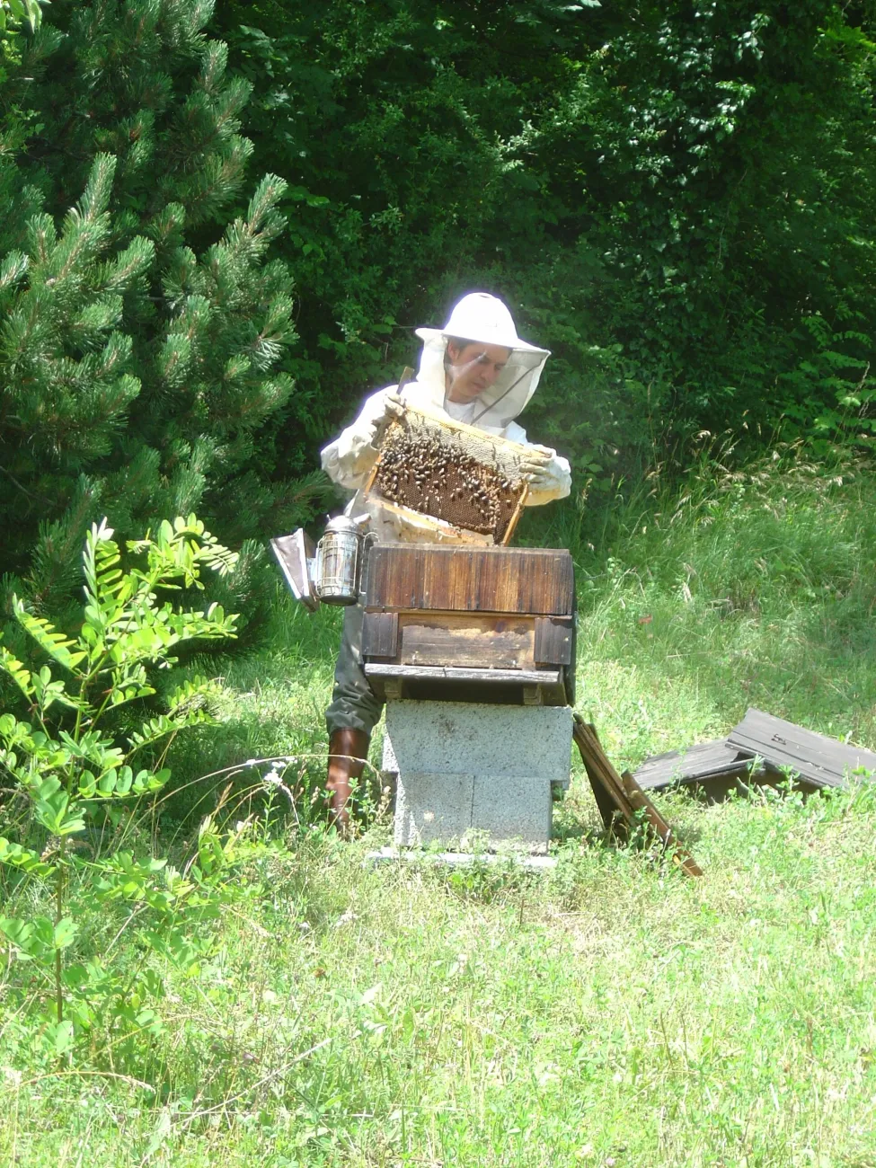 Le monde magique des Abeilles