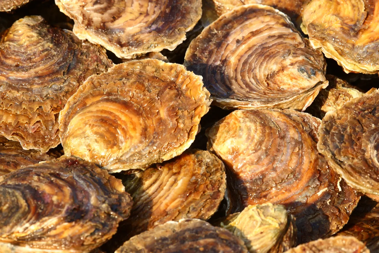 Huitres plates du Golfe du Morbihan