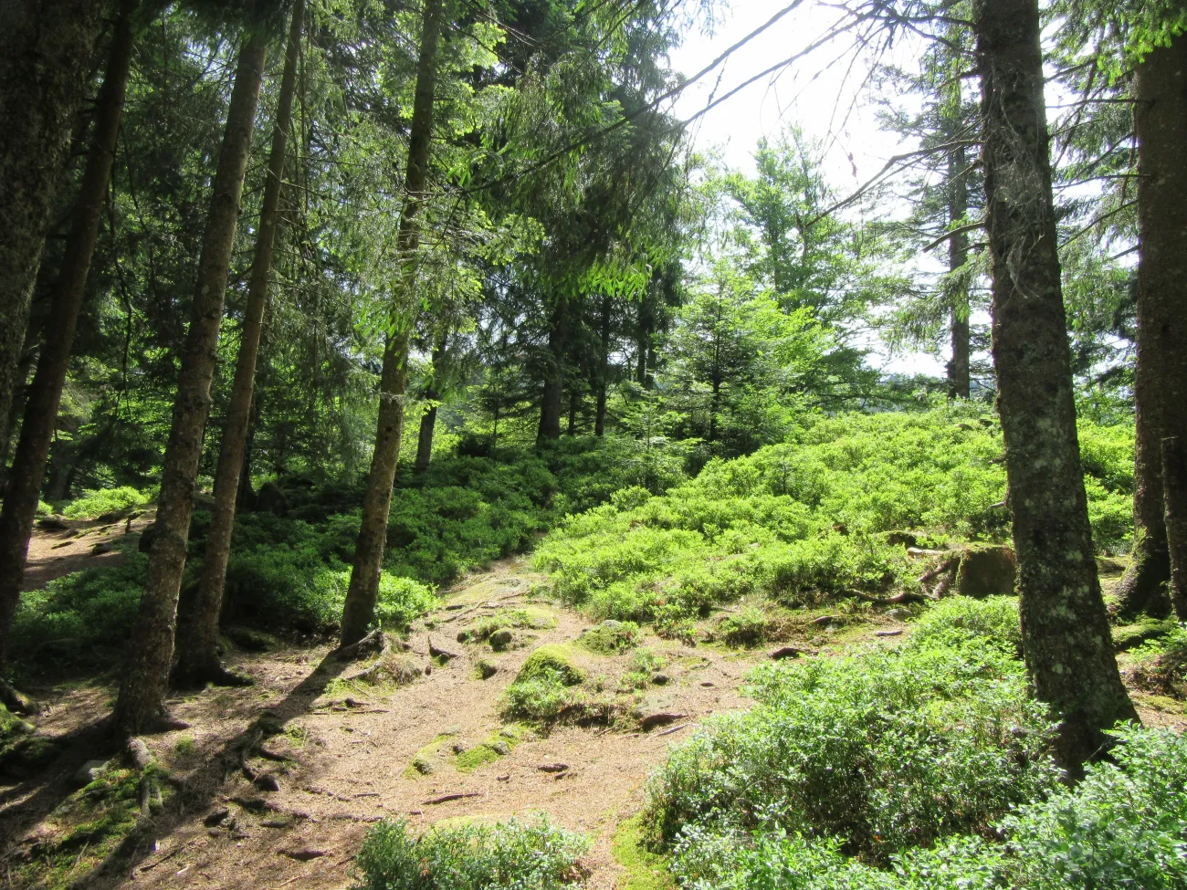 Forêt dans le Parc des Ballons des Vosges