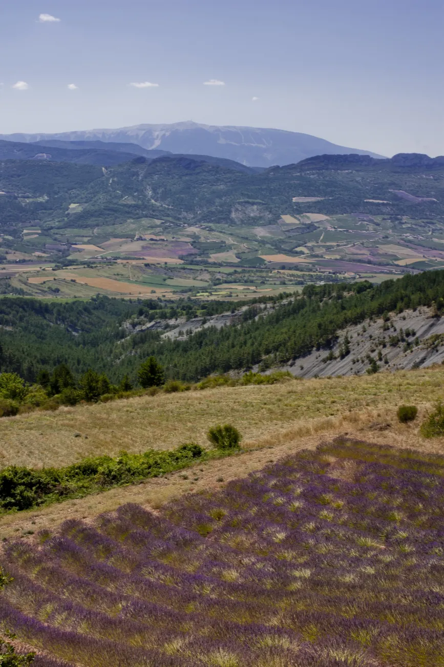 Lavande - Saint-Sauveur-Gouvernet