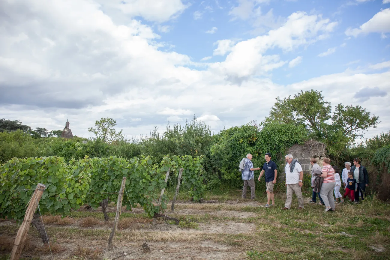 Les vignes du Saumur Champigny © Jérome Paressant