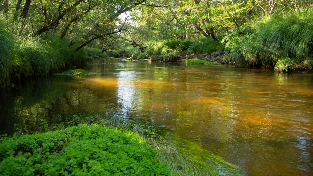 Leyre, rivière sauvage