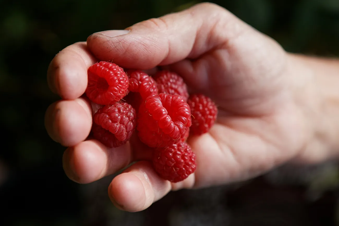Framboises du Parc des Pyrénées Ariégeoises