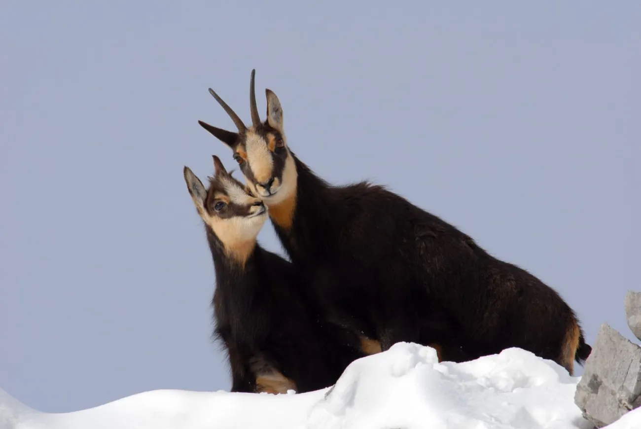 Un moment de tendresse entre chamois sur les sommets enneigés du Massif des Bauges