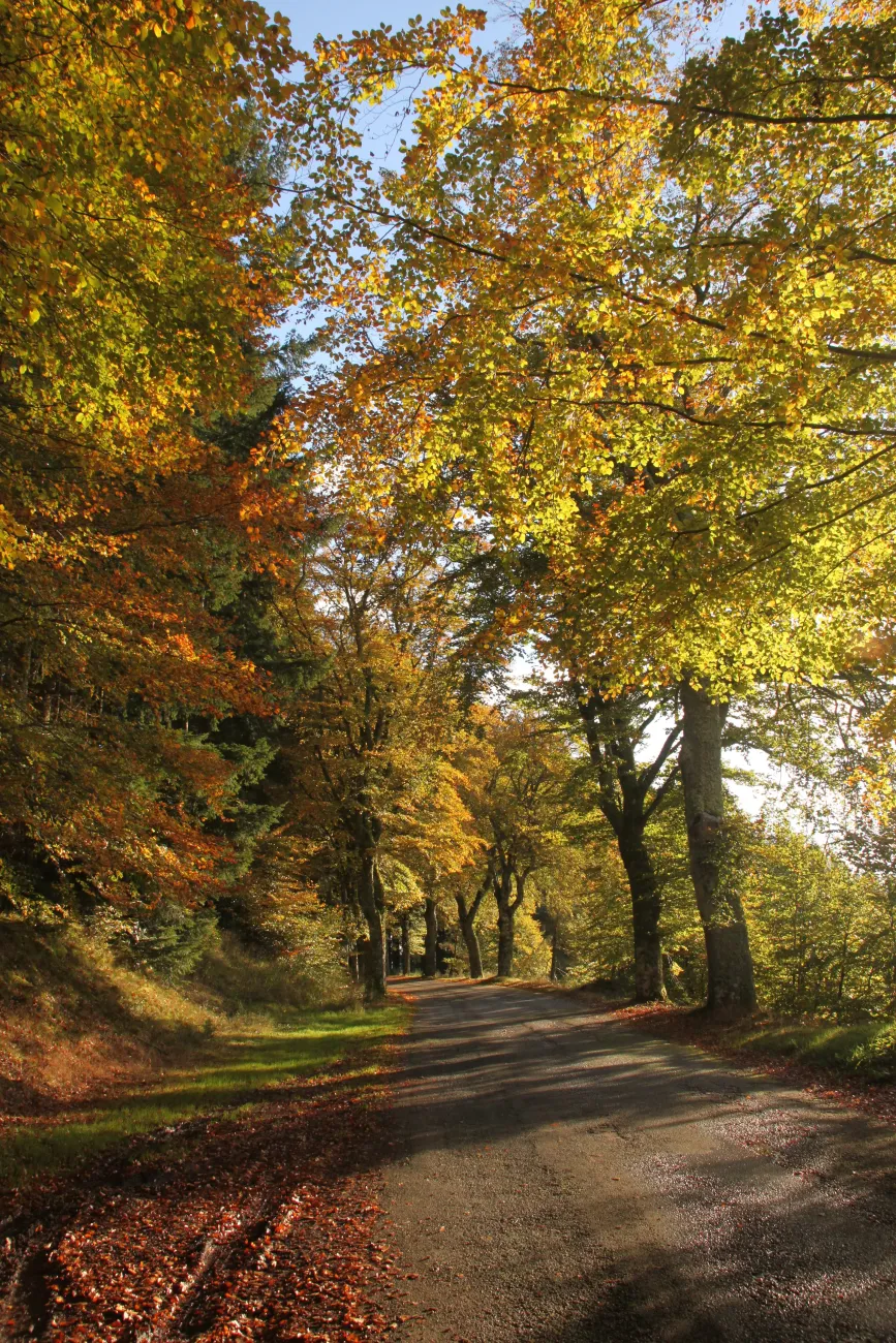 La route des Hêtres entre Meymac et Pérols-sur-Vézère joli paysage d'automne couleurs