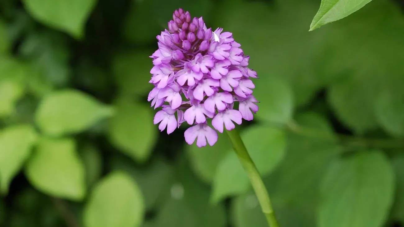 Orchis pyramidal