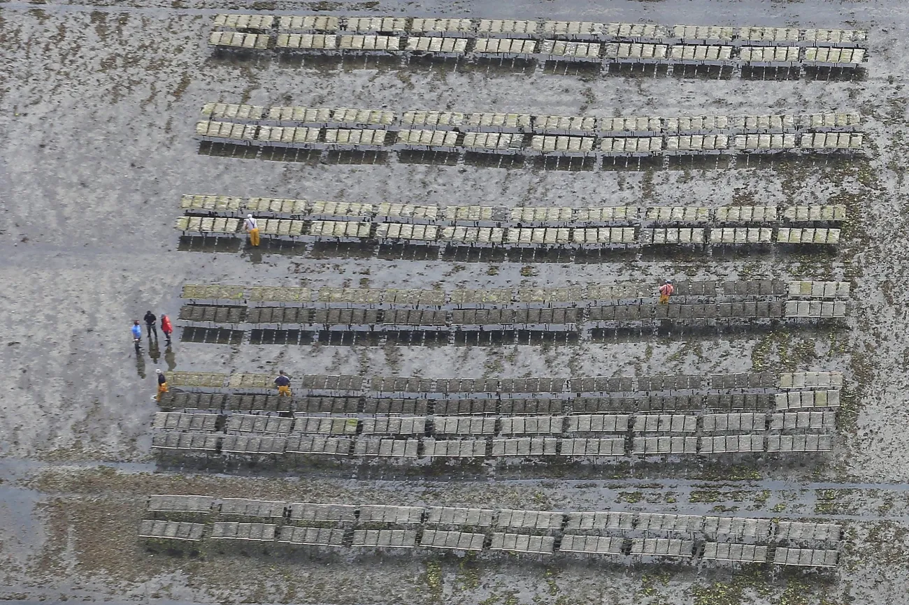 travaux ostreicoles- Golfe du Morbihan