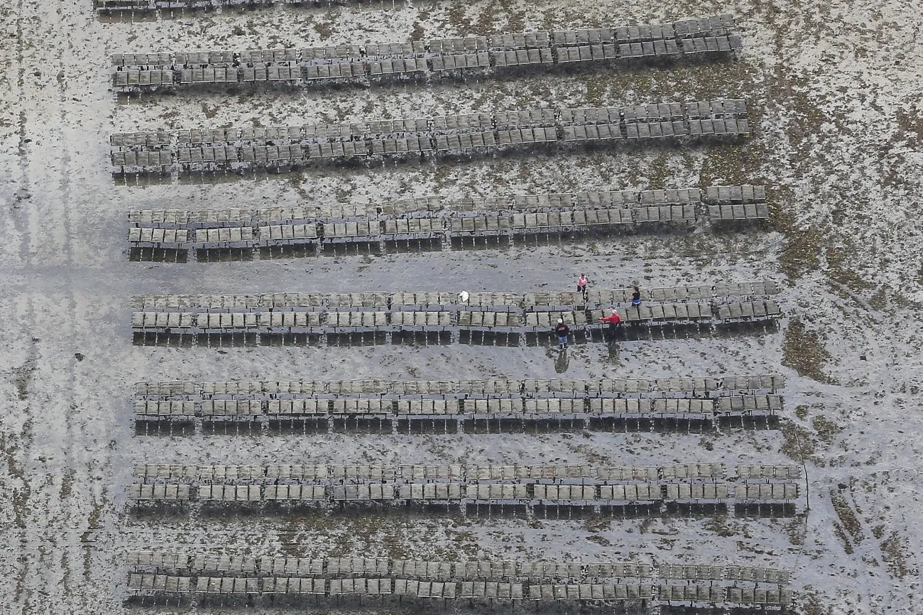 Travaux ostreicoles- Golfe du Morbihan